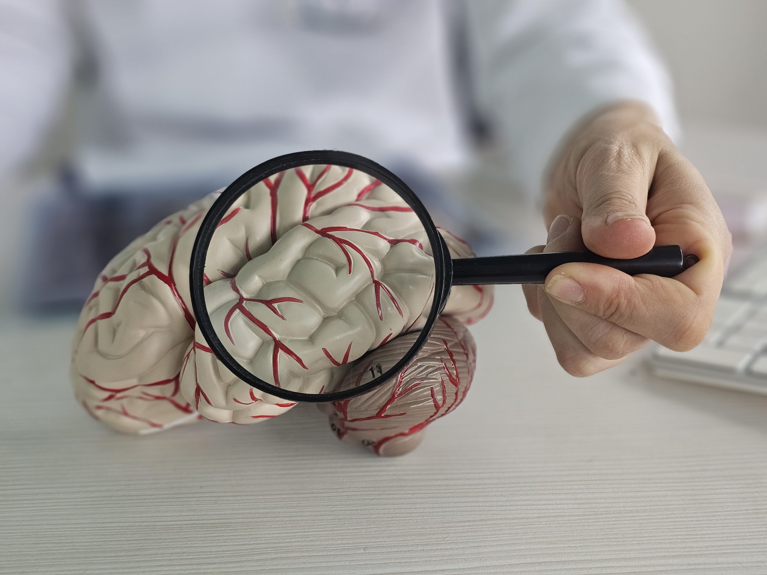 Magnification Human Brain Model Hand Holding Magnification Glass Concept Scaled